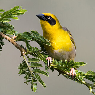 Debre Zeit - Baglafecht weaver